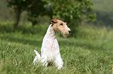 FOX TERRIER 611